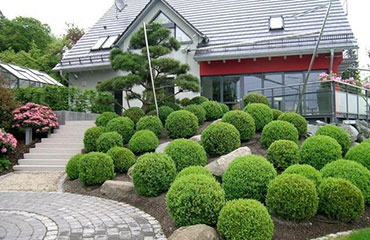 Eingangsbereich mit ca. 20 zu Kugeln geschnittenen Sträuchern